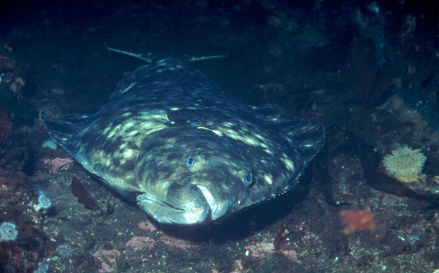 Hippoglossus stenolepis Schmidt, 1904